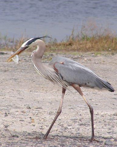 Birdwatching Citrus County